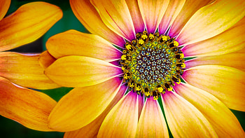 African Daisy, Daisies HD wallpaper
