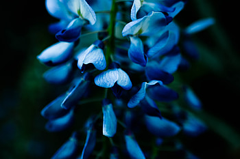 Macro Plants , macro, plants HD wallpaper