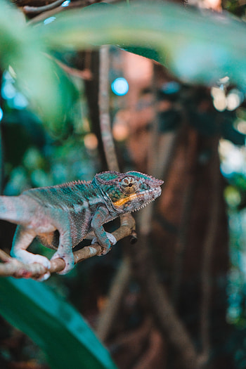 Animals, Branch, Lizard, Reptile, Chameleon, Exotic HD phone wallpaper
