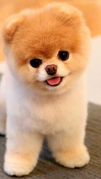 Pomeranian Dog, Adorable Puppy HD phone wallpaper