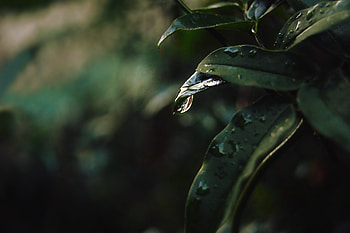 Drops, Macro, Blur, Smooth, Sheet, Leaf HD wallpaper