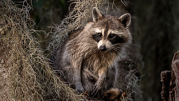 Raccoon Is Sitting On Dry Grass In Dark Background Raccoon HD wallpaper