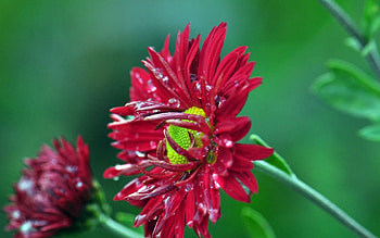 Nature, Flowers, Drops, Macro HD wallpaper