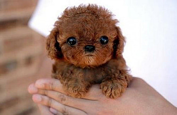 Handful of Puppy Love, puppy, handful, brown, love, cute HD wallpaper