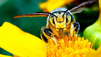 Bee's mustache, Light-seeking insect, Flower's companion, Ultra HD wallpaper