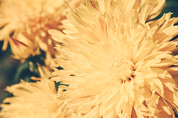 Flowers, Chrysanthemum, Flower, Light, Petals, Light Coloured HD wallpaper