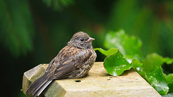 Bird species archives, Comprehensive bird database, Avian enthusiast's resource, Covered in feathers HD wallpaper