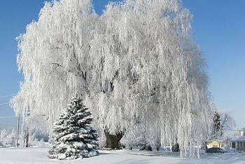 Willow Tree, , Nature's beauty, Serene scenes HD wallpaper
