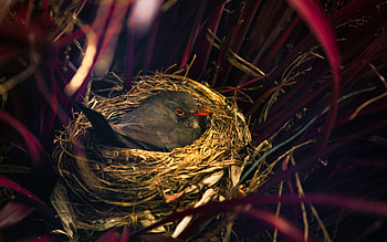 Animals, Grass, Bird, Sit, Nest HD wallpaper