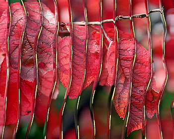 Cherry Red Creation, ripple, cherry, layers, red HD wallpaper