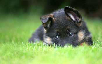 Puppy, German Shepherds HD wallpaper
