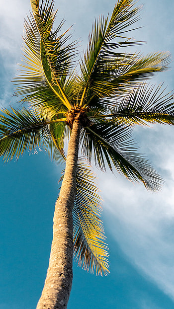 Sunny summer sky, Palm tree paradise, Nature's playground, Tranquil palm HD phone wallpaper
