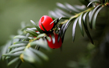 Macro, Close-Up, Branch, Berry, Thorns, Prickles HD wallpaper