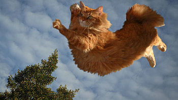 Animals, Sky, Cat, Fluffy, Flight HD wallpaper