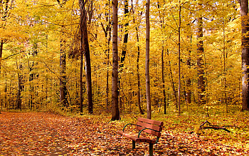 Beautiful Autumn, bench, trees, autumn, leaf, forests, beautiful, nature HD wallpaper