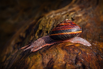 *** Snail ***, pelznacy, zwierzeta, slimak, drzewo HD wallpaper