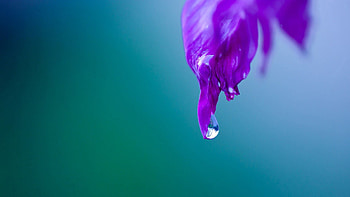 Plant, Macro, Petals, Crumpled HD wallpaper