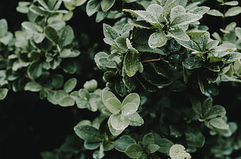 Nature, Leaves, Drops, Bush HD wallpaper