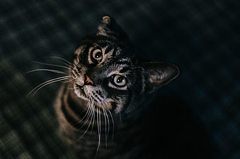 Animals, Cat, Brown, Pet, Tabby HD wallpaper