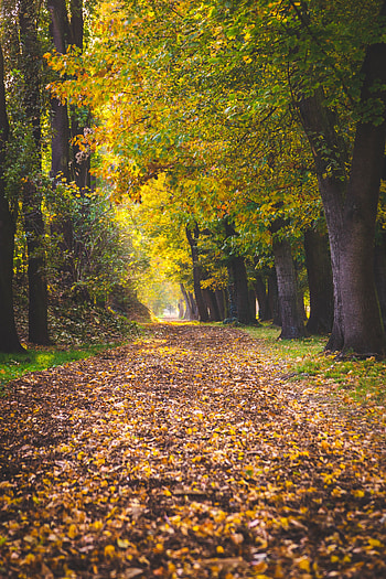 Nature, Trees, Autumn, Park, Path, Foliage HD phone wallpaper