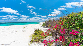 Bougainvillea, Two Foot Bay, Barbuda, Caribbean, sand, flowers, blossoms, sea, clouds, sky HD wallpaper