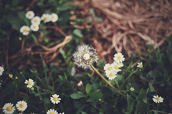 Flowers, Grass, Camomile, Dandelion HD wallpaper