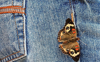 Macro, Butterfly, Wings, Jeans HD wallpaper