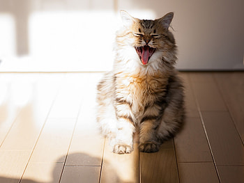 Animals, Cat, Fluffy, Open Mouth, To Yawn, Yawn, Parquet HD wallpaper