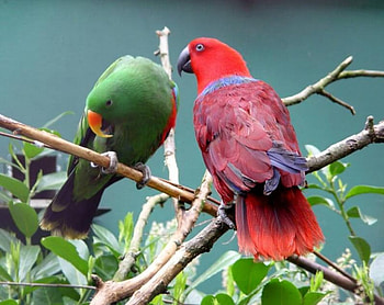 Eclectus Parrots, branches HD wallpaper