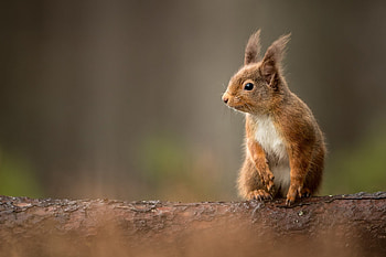 Squirrel , Rodent graphy, High-definition ry, quality HD wallpaper