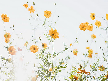 Plants, Flowers HD wallpaper