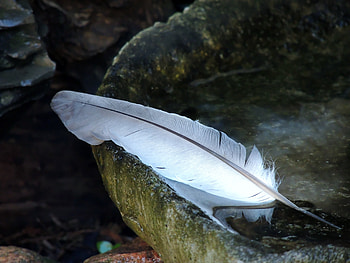 Feather Of White, graphy, Summer, Feather, Water, Nature HD wallpaper