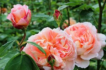 Roses for Carmen, mea Carmenus, pup, pentru prietena, flori HD wallpaper