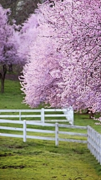 Spring, Adorable, Flower HD phone wallpaper