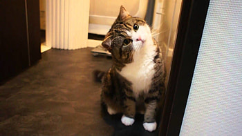 Maru the cat, Cat , Cute feline , Adorable cat HD wallpaper