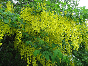 Wisteria, yellow, green, colors, flowers, tree HD wallpaper