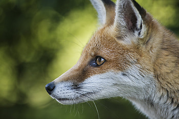 Animals, Fox, Muzzle, Blur, Smooth, Profile HD wallpaper