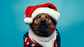 Holiday Cheer With The Cutest Santa Dog, animals, dogs, dog HD wallpaper