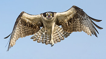 Flying-hawk, lumea, din, pasari, intreaga HD wallpaper