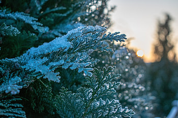 Snowfrost, winter, pine, leaves, tree branches, nature HD wallpaper