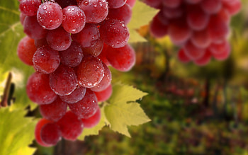 Plants, Landscape, Grapes HD wallpaper