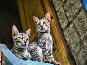 they are cute, cats, cute, grey HD wallpaper