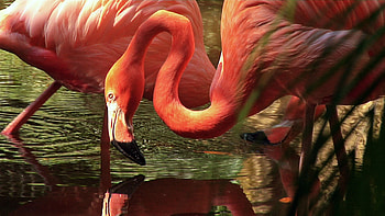 Colorful flamingos, Vibrant , Nature's beauty, Artistic masterpiece HD wallpaper