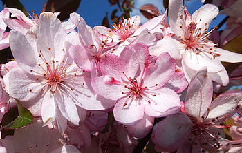 Spring., trees, nature, flowers, spring HD wallpaper