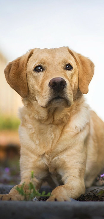 Dog, Top Quality, Dog Backgrounds, 2021 HD phone wallpaper