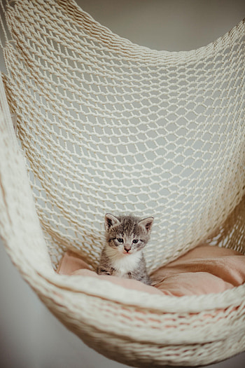 Animals, Cat, Kitty, Kitten, Pet, Grey, Hammock HD phone wallpaper