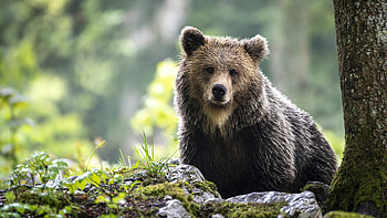 Brown Black Bear Is Standing In Blur Forest Background Bear HD wallpaper