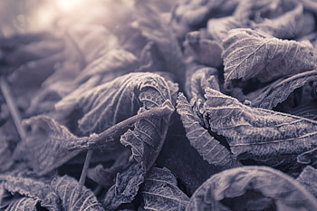 Leaves, Macro, Frost, Frozen HD wallpaper