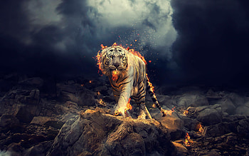 tiger , Stunning backgrounds, Captivating ry, Majestic beauty HD wallpaper