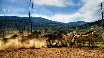 Animals, Horses, Dust, Herd, Corral, Run, Running HD wallpaper